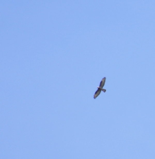 identificazione rapace.